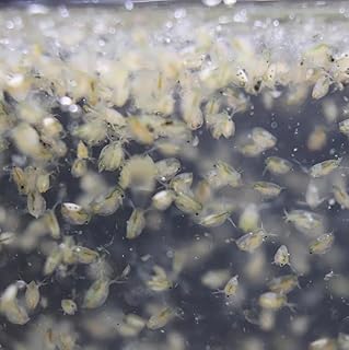 Daphnia Magna Live Food Eggs Set, 0.2 ml Pure Eggs and Duster Food, Water Fleas Breeding Set for Aquarium Fish product image