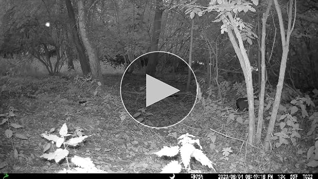 WiFiトレイルカメラ ソーラー デュアルレンズ スターライトナイト 防犯カメラ Amazon.co.jp: WiFiトレイルカメラ ソーラー、デュアルレンズ