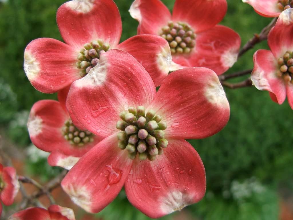 Cherokee Chief Dogwood - Red Flowering Tree - Live Plant Shipped 2 to 3 Feet Tall by DAS Farms