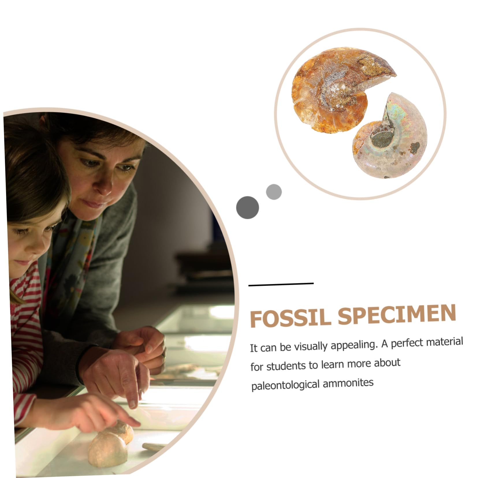 iplusmile 20piezas Especímenes De Fósil Para Decoración y Material Didáctico Para y Paleontología Opp Empaque