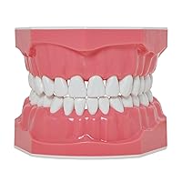 Vista 3 de Modelo dental Cepillado Hilo dental Práctica Dientes Typodonts Modo Gingiva Visible Demostración anatómica Enseñanza Estudiar Tamaño estándar