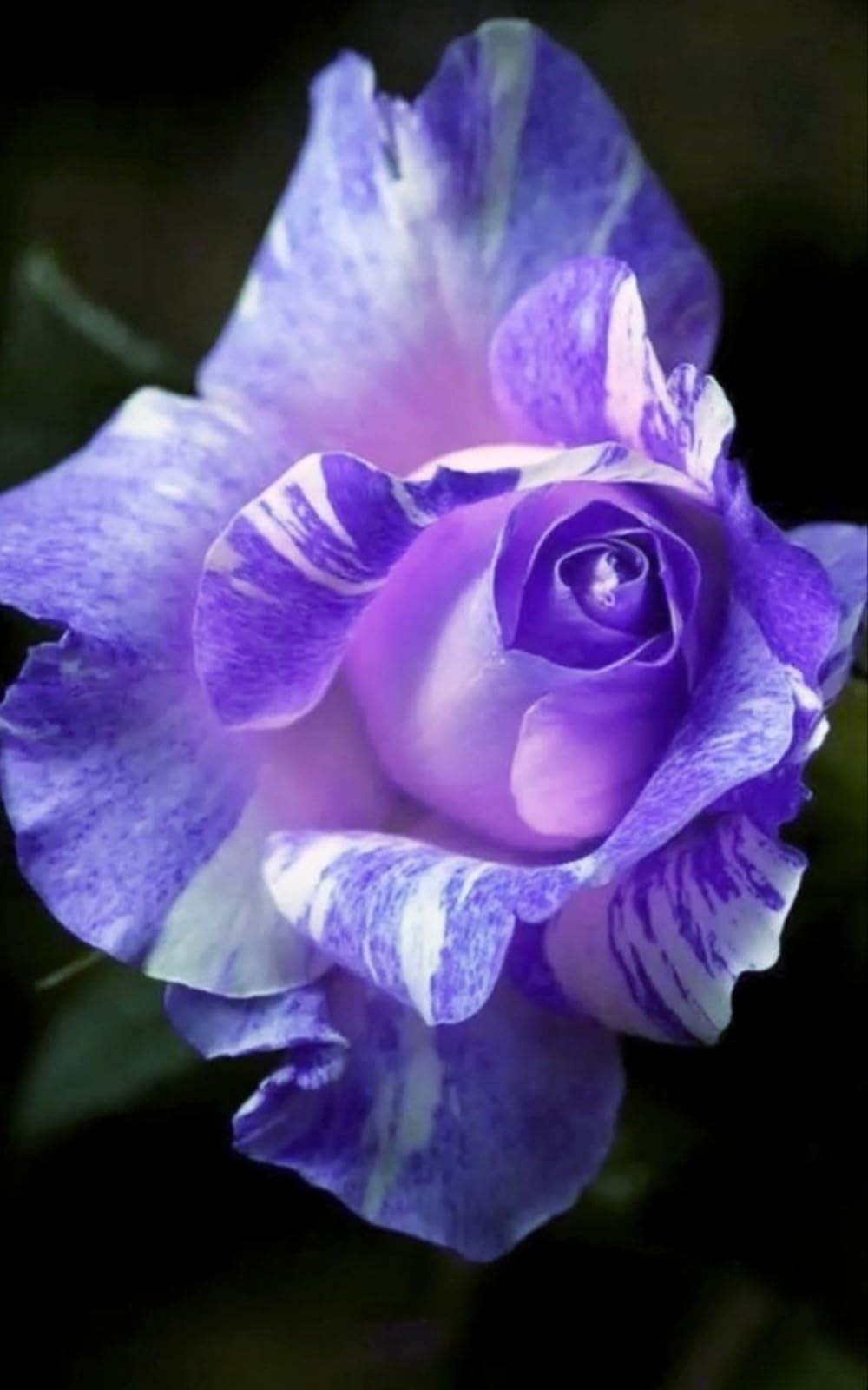Gorgeous Rose Bulbs Mix UK,Good for Containers,Flowering Rhizome,Iridescent,Excellent Display,Perennial,Balcony Garden Bulbs,Hardy,Rose Rhizome-1bulb-C โ image 1