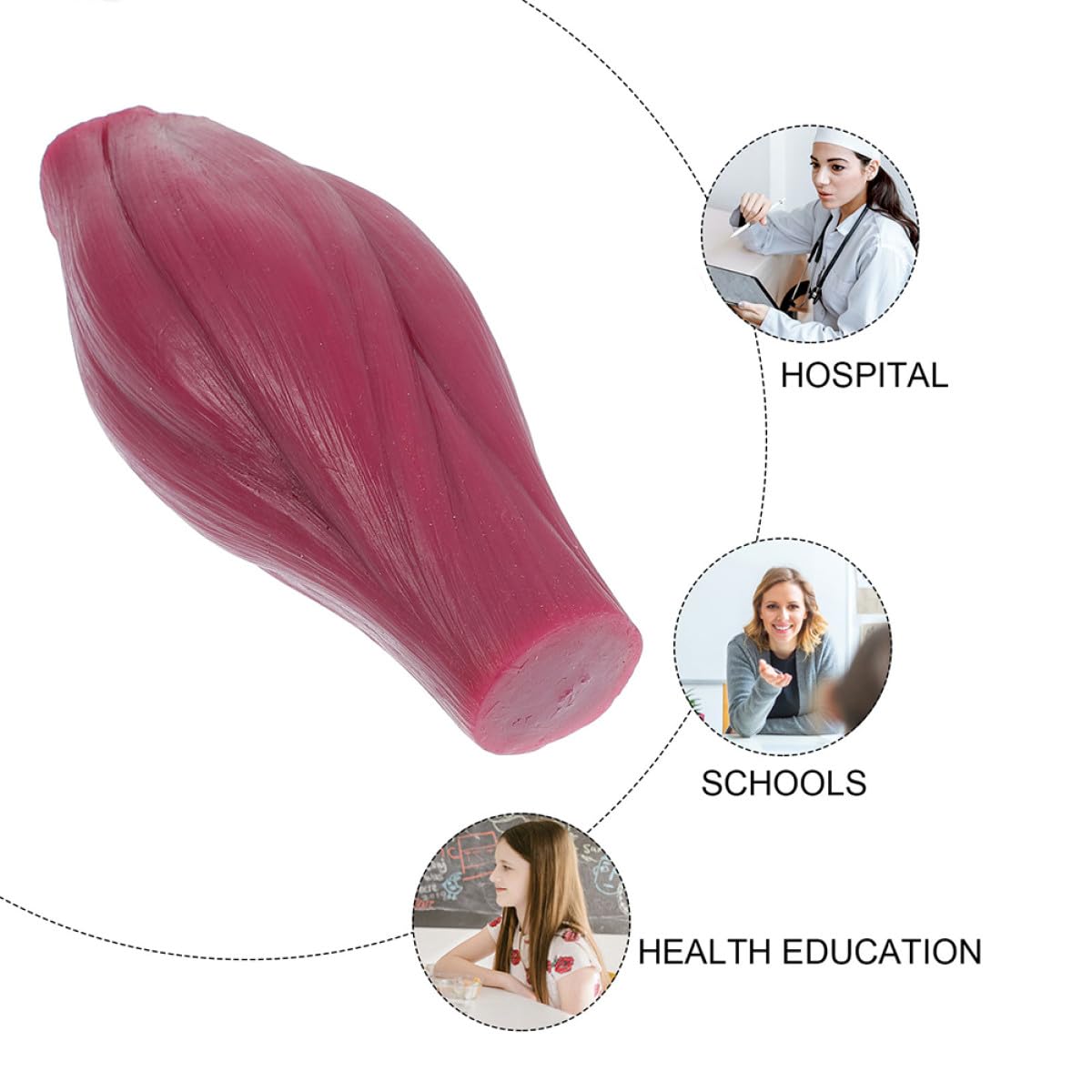 SHINEOFI Modèle Musculaire D’Enseignement 1 Lb Socle Modèle D’Affichage Musculaire du Corps Humain Détaillé pour Étudiants et Professionnels Outil Éducatif Scientifique