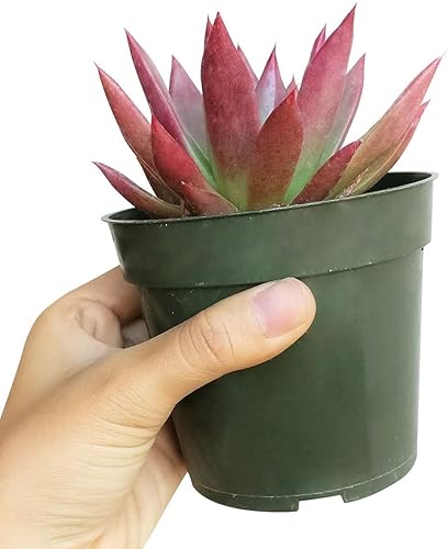 Miniatura 4 de Lápiz labial Echeveria Agavoides de 4 pulgadas - Plantas suculentas vivas - Plantas suculentas raras vivas - Plantas suculentas únicas vivas -
