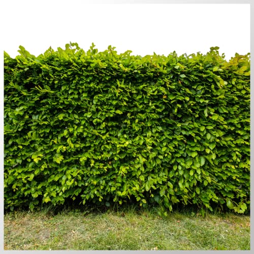 15 Green Beech Hedging Plants 2 Year Old, 2-3ft Tall, 60-90cm, Fagus Sylvatica 3fatpigs®