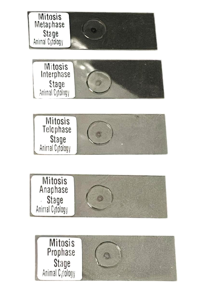 AI-Mitosis Prepared Slide Set of 5/for Microscope Slide/Used for Laboratory Microscope/Biology Lab Equipment/Used for Pathology lab/Scientific and Laboratory Product-image-1