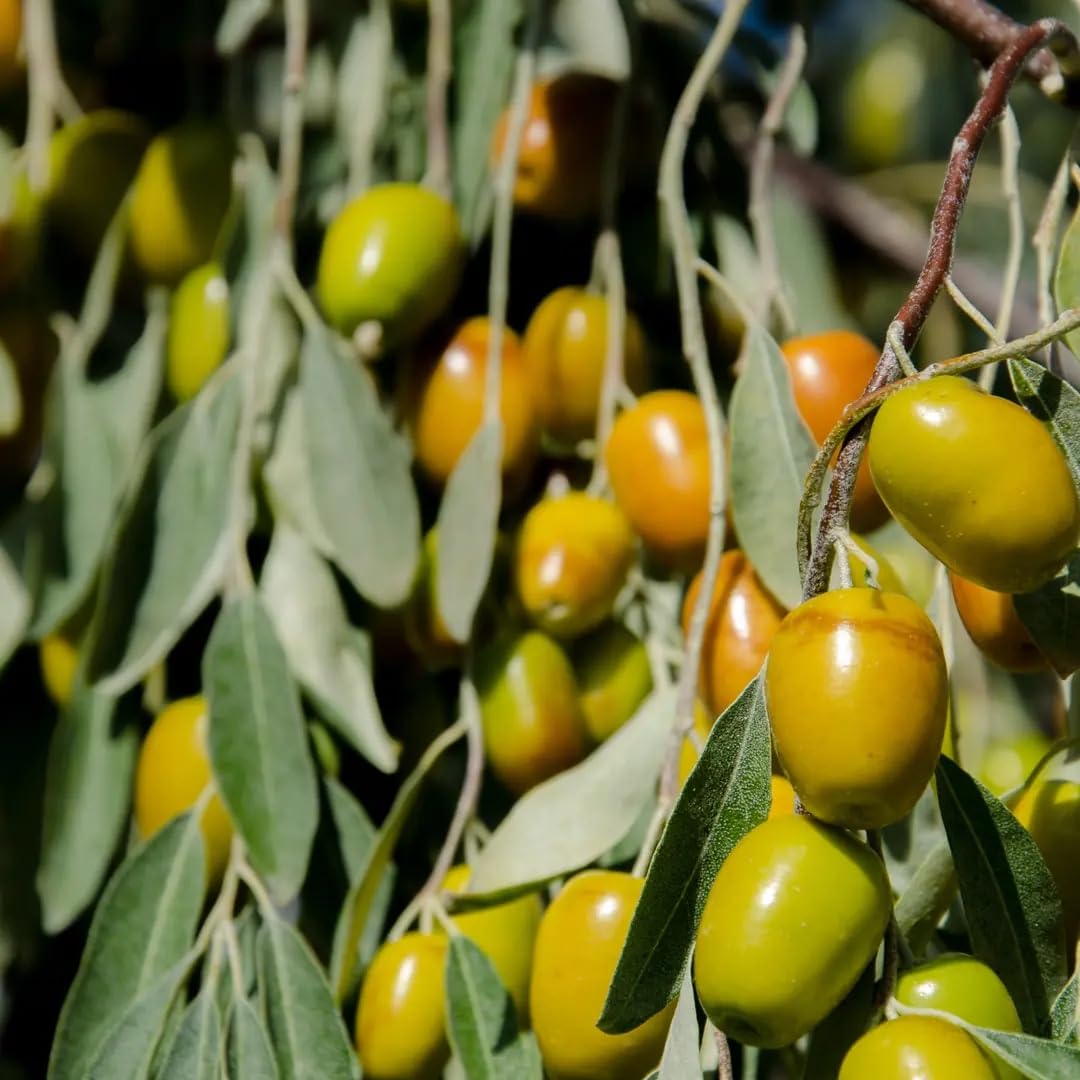 Öz Natur | Silberbeere 600g | Elaeagnus angustifolia | Getrocknet