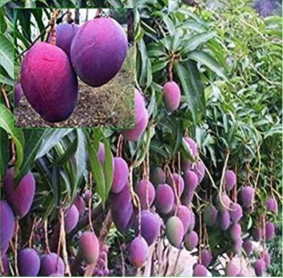 Sarika Nursery Miyazaki mango purple Miyazaki mango Plant|Grafted Mango Plant Hybrid (B0C6N99QR8) Amazon Price History, Amazon Price Tracker