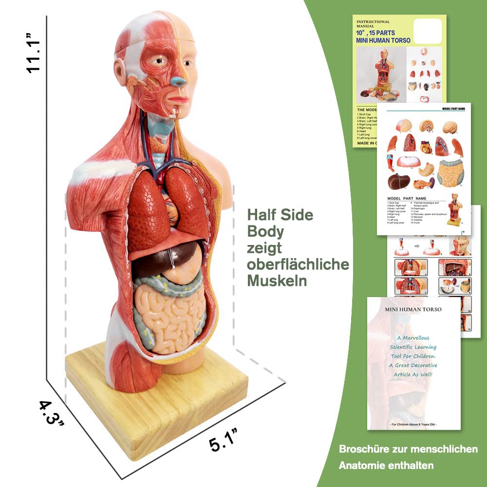 Modello di anatomia, torso, scheletro cuore, mezza misura cranio con cervello, set di 4 mani su strumenti di studio 3D per gli studenti di medicina, kit didattico
