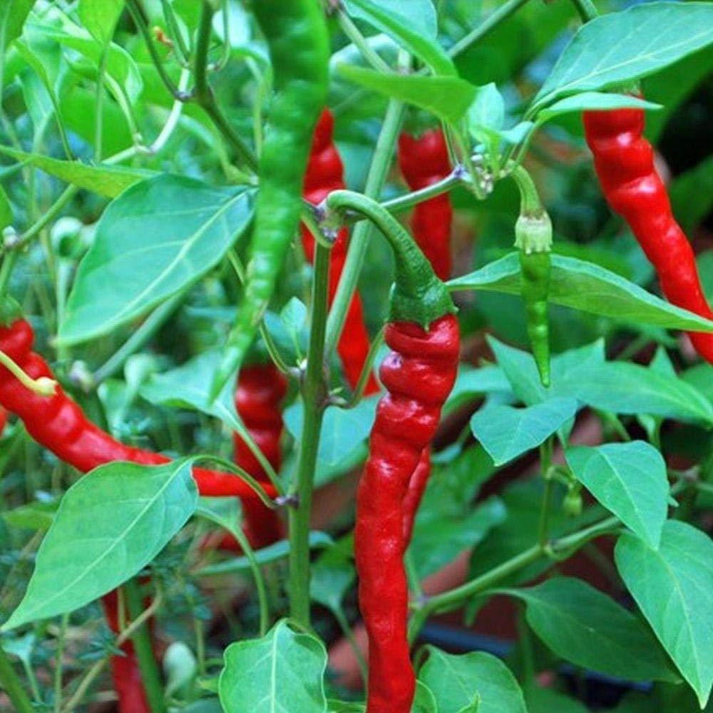 Golden Hills Farm Cayenne Long Slim Hot Chili Pepper Seeds,Long Hot Chili 100 seeds (B07P2N9J15) Amazon Price History, Amazon Price Tracker