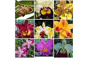 Cattleya Orchids: Bring Elegance to Your Home