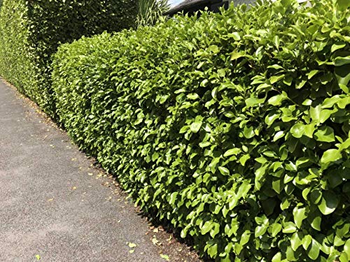 30 Griselinia Littoralis Hedging Evergreen Plants Fast Growing Shrubs 35-50cm Potted Sunnyside Nurseries
