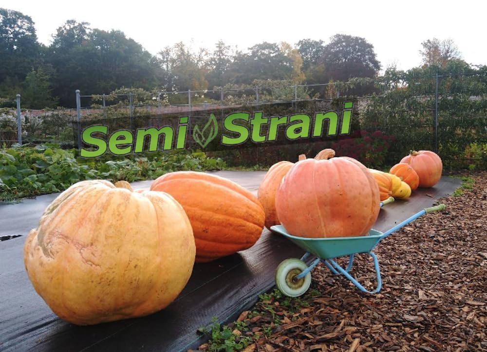 SEMISTRANI.IT - 03 Semi di ZUCCA GIGANTE ATLANTIC GIANT la PIU' GRANDE DEL MONDO con GENETICA da CONCORSO GUINNES DEI PRIMATI + GUIDA COLTIVAZIONE PER PRINCIPIANTI