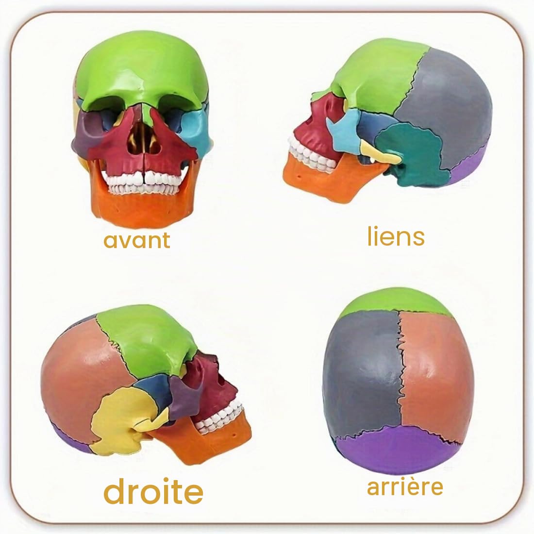 Mini crâne anatomique 15 pièces enseignement anatomie humaine