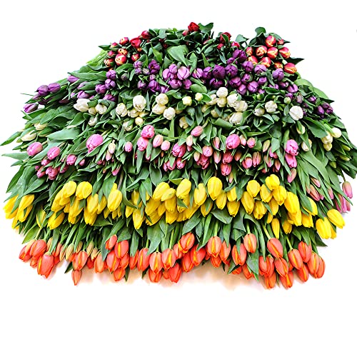 Stargazer Barn - Big Rainbow Bouquet - Fresh Tulips #TOP6