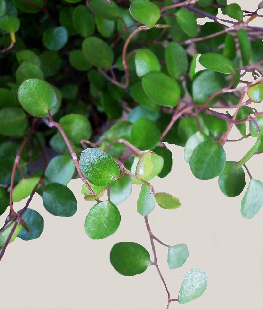 沖縄県産　ラン　花芽付き　カット苗　3セット ひつじのショーン 沖縄県産 ラン 花芽付き カット苗 3セット ひつじのショーン