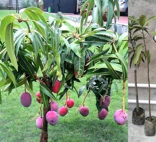 Image of World's Costliest Japanese Miyazaki Mango Plant Original (height 1.5-3 Feet) Hybrid Type Taiyo No Tamago Eggs Of Sun Exotic Mango Tree Grafted For Your Garden