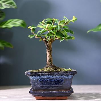 Indoor Bonsai Tree in Ceramic Pot House Plant Easy to Grow Evergreen Variety Carmona for Home, Office & Conservatory or Birthday Present 1 x 12cm Pot by Thompson & Morgan