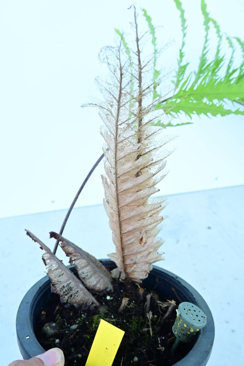 s*0様 Drynaria rigidula `whitei‘ 株分 s*0様 Drynaria rigidula `whitei' 株分 - メルカリ