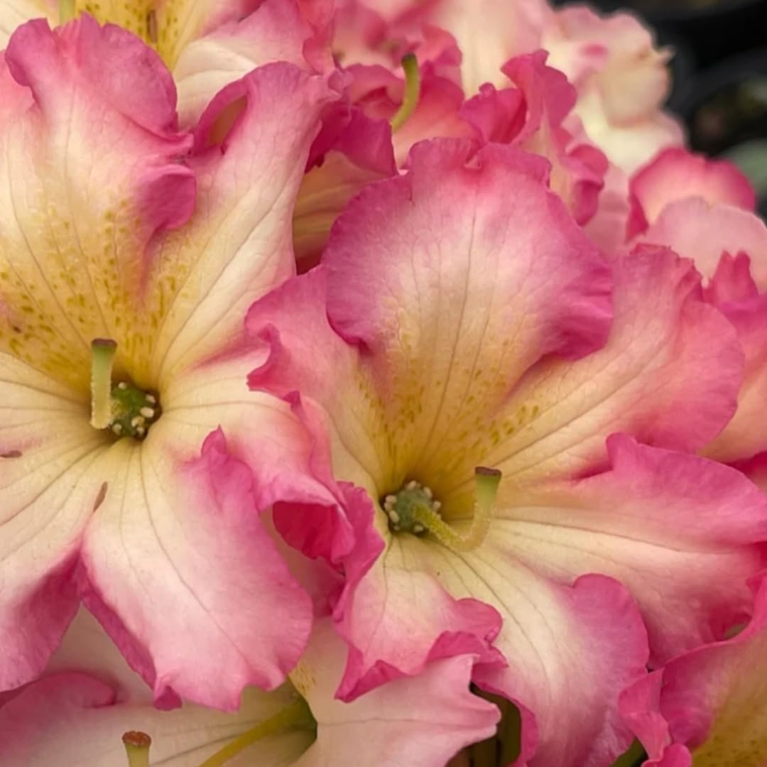 1-2 Feet Rhododendron Plants Live Bush Shrubs in 1 Gallon Pot for Planting, Azalea Bush Ready Plant, Live Rhododendron Plant Azalea (Creamy White Yellow Pink)