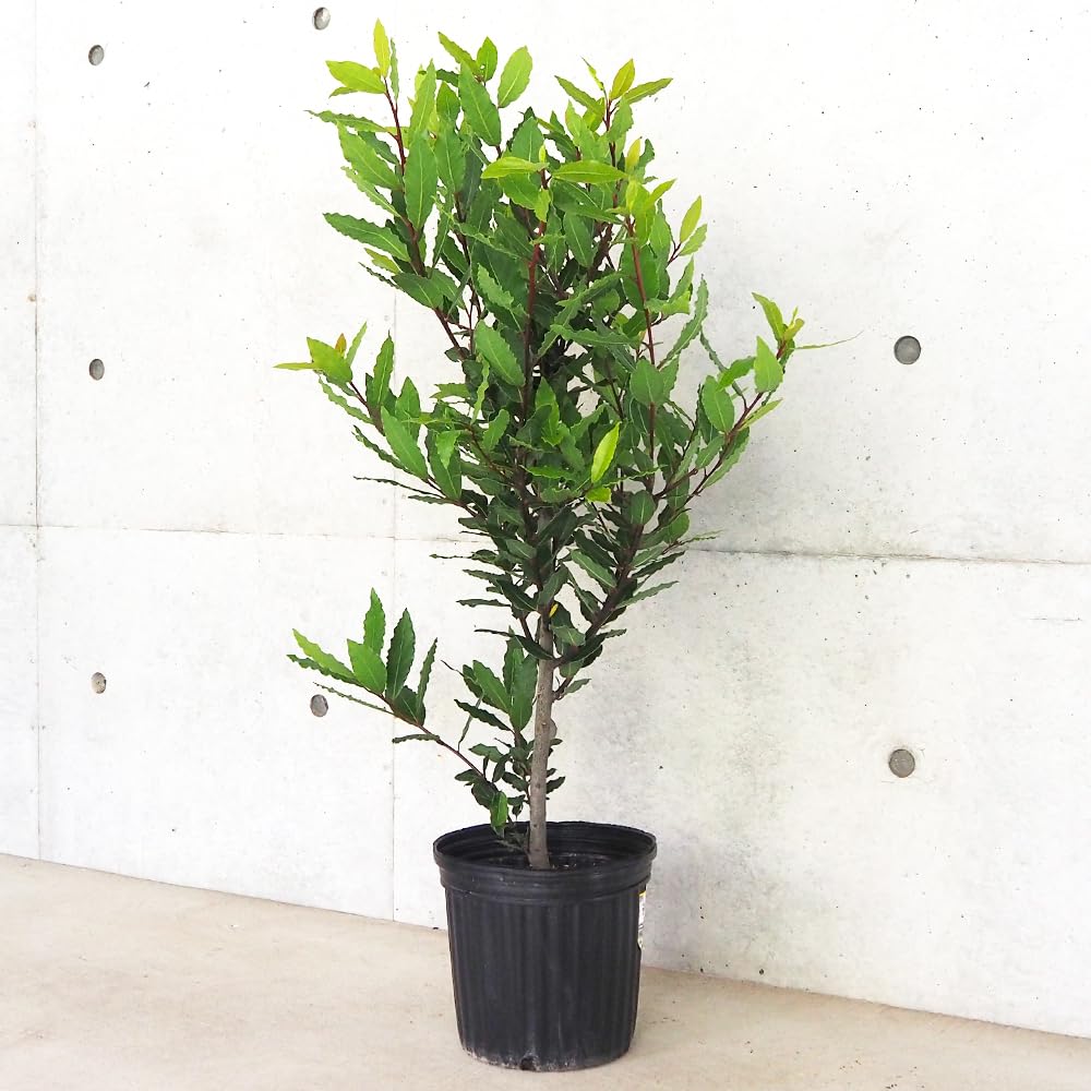 Amazon.co.jp: 月桂樹(ゲッケイジュ) ボサ造り 7号鉢【品種で選べる