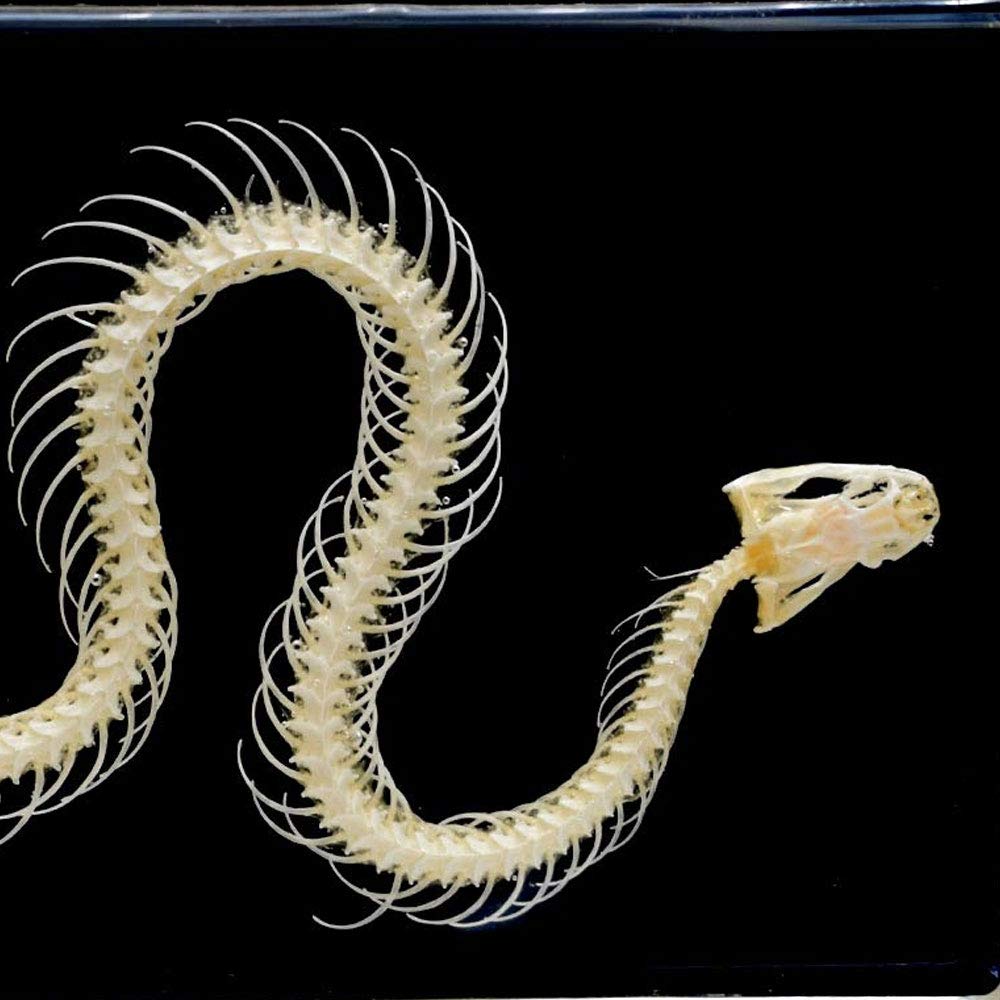 骨標本 値下げ交渉可です Amazon.co.jp: 科学教育者のためのヘビの骨格標本デスク文鎮剥製