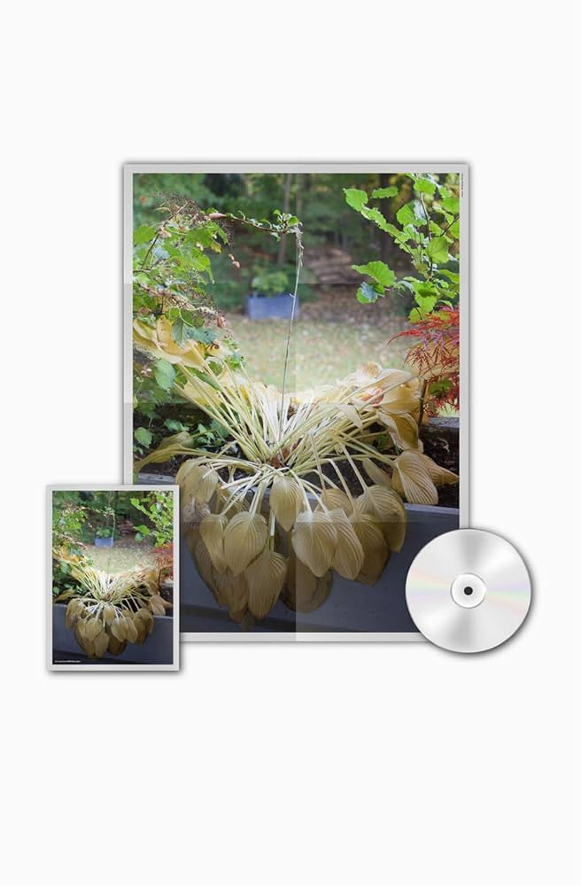 HYUKOHヒョゴthroughlove レコード アナログ盤 新品未開封 HYUKOHヒョゴthroughlove レコード アナログ盤 新品未開封 Amazon.co