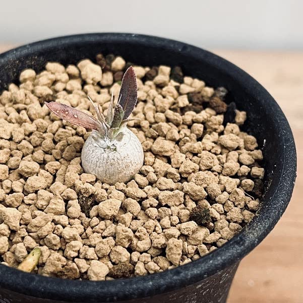 Amazon.co.jp: コーデックス：パキポディウム エブレネウム 実生 S  