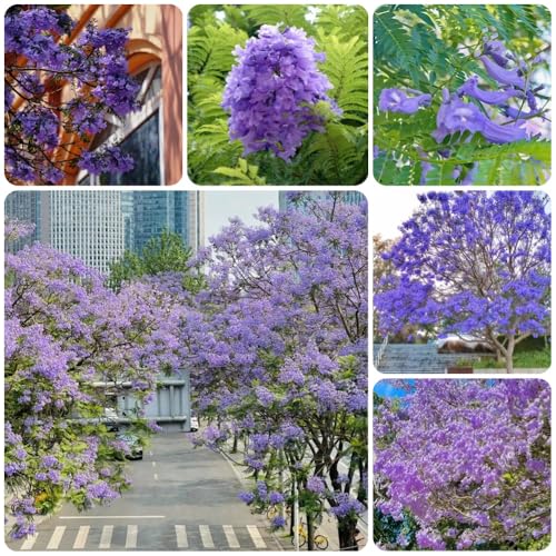 Semillas de jacarandá, semillas orgánicas Jacaranda mimosifolia, Las de balcón son perennes resistentes 200pcs