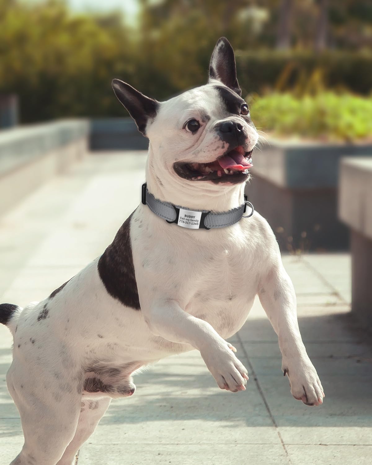 TagME Collare per Cani in Nylon Riflettente, Fibbia Staccabile Durevole, Collari Di Sicurezza Regolabili per Cani Di Piccola Taglia, Grigio, Larghezza 2.0 cm