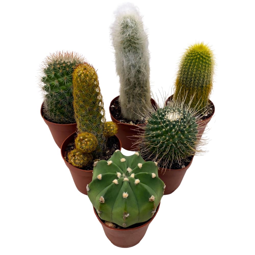 Amazon.com : BubbleBlooms Mini Cacti Assortment, 6 Different Cacti in 2  inch pots, Tiny Cactus Set, Grower's Choice : Patio, Lawn & Garden