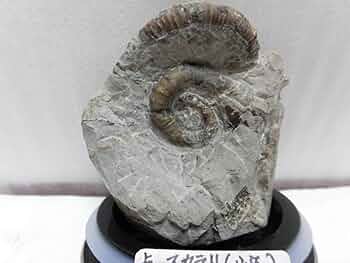 アンモナイト異常巻きリュウエラリユウ