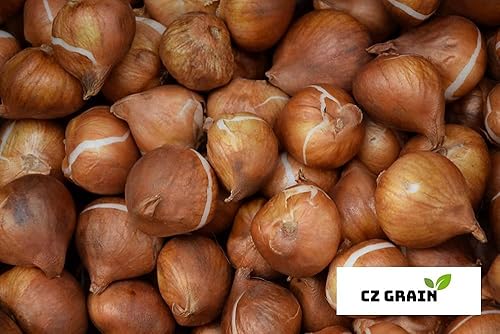 Bombillas de flores preenfriadas para forzar en interiores fáciles de cultivar fabricadas en Estados Unidos se envían desde Iowa cultivan en agua o