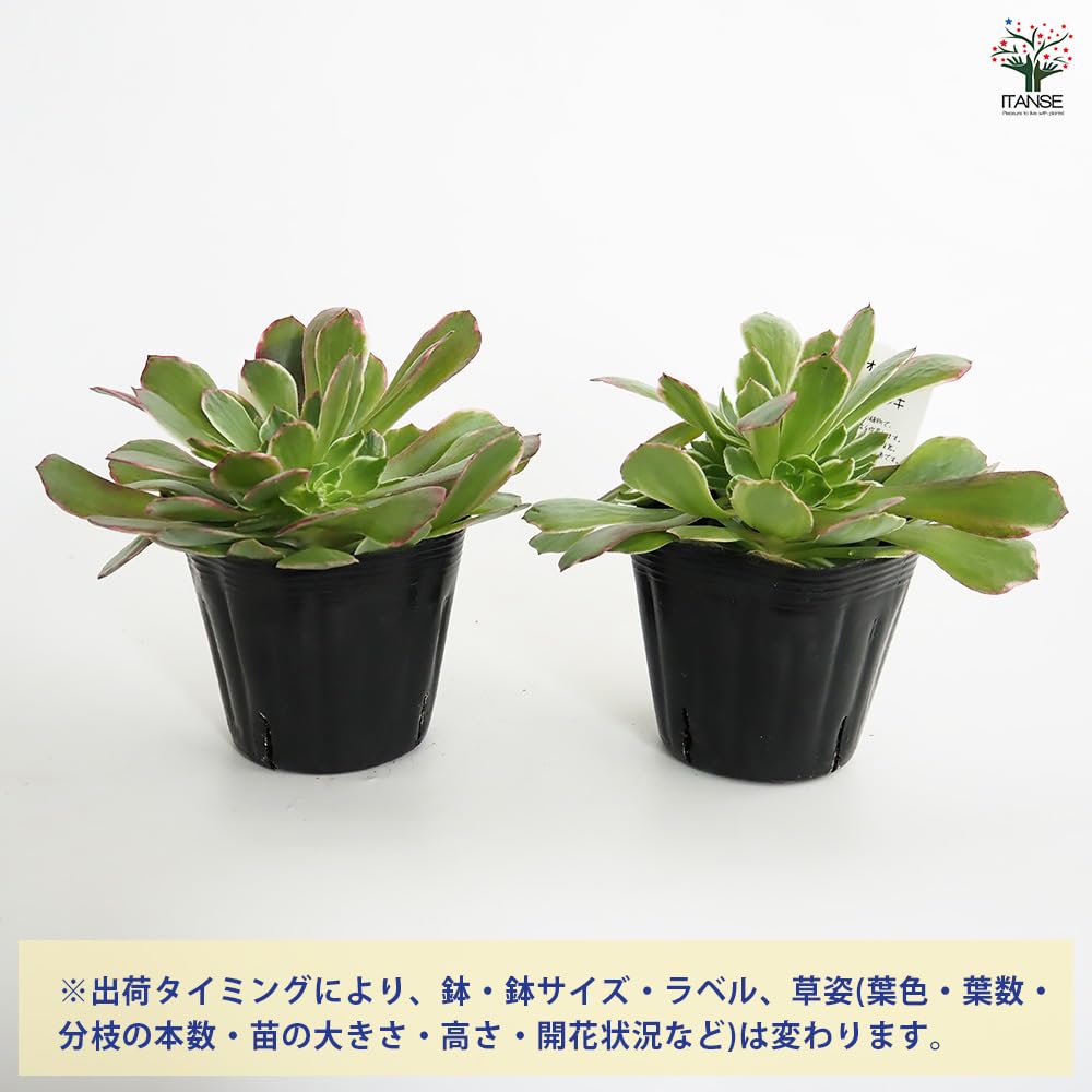 Amazon｜ITANSE アエオニウム ハロウィン錦 3～3.5号 1個売り