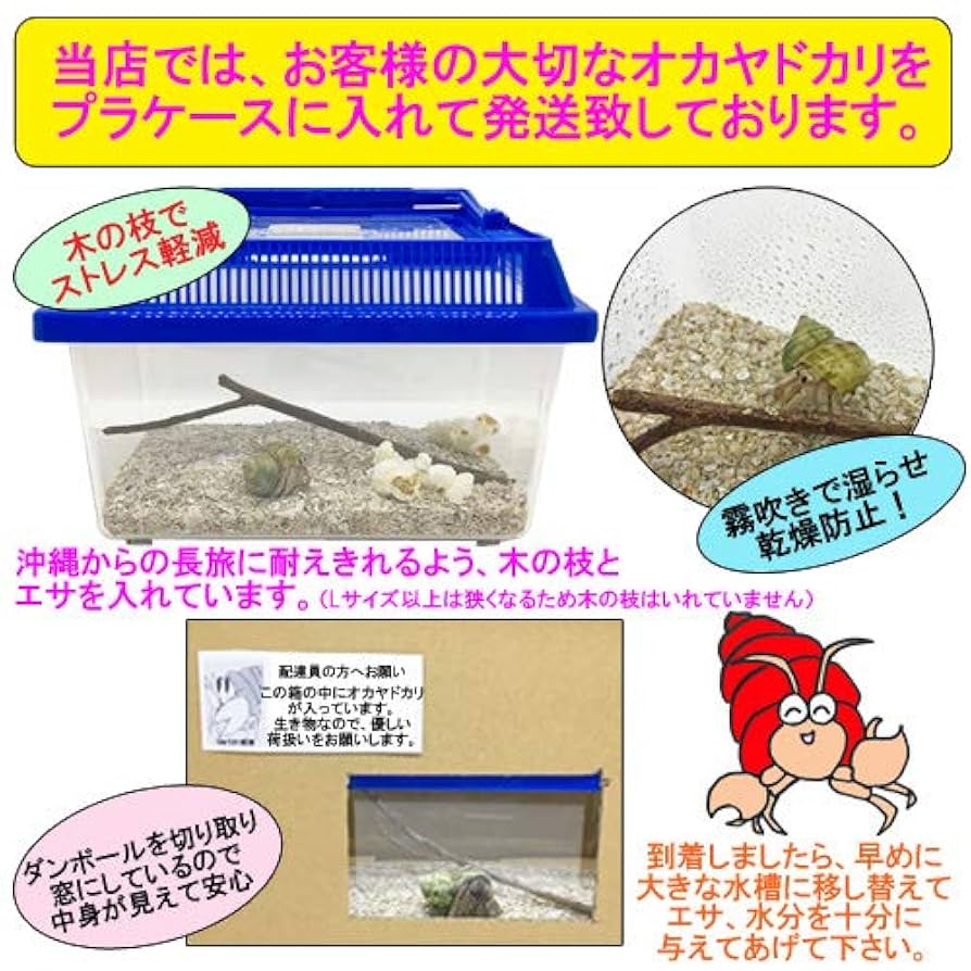 ヤドカリ飼育セット　豪華8点セット ヤドカリ飼育セット 豪華8点セット