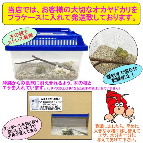 Amazon.co.jp: オカヤドカリ飼育セット SSサイズ(生体×1匹・貝殻・砂×1