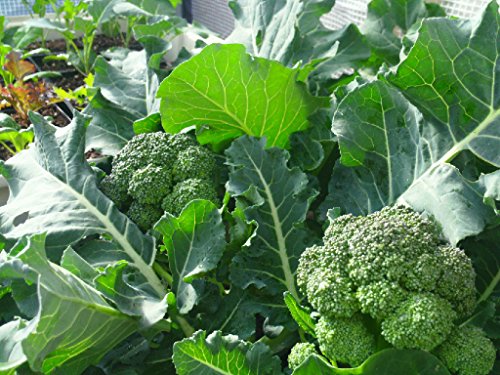 Insect Frass : Organic Fertilizer: 10 Pounds - Image 4