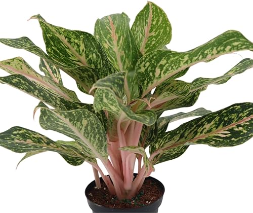 Miniatura 3 de American Plant Exchange Aglaonema Sparkling Sarah - Maceta de 6 pulgadas - Planta de hoja perenne china purificadora de aire vivo, follaje