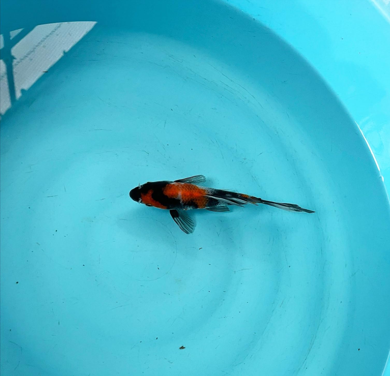 Amazon | 錦鯉 ヒレナガニシキゴイ 昭和三色（1匹）Mサイズ 14cm〜17cm