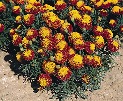 Seeds4Planting - Seeds French Marigolds Spray Petite Brown Orange Annual Flowers Non Gmo #TOP7