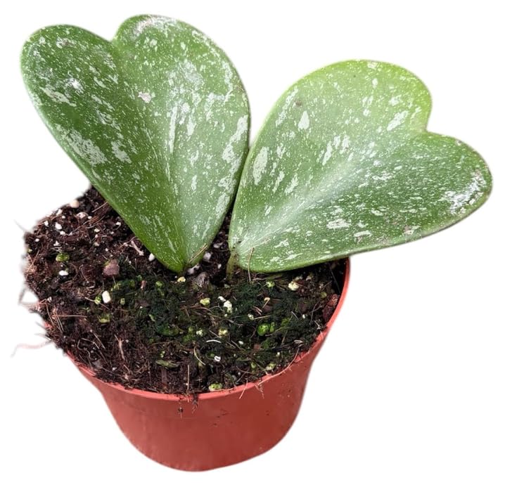 Hoya kerrii Splash Love Heart -Sweetheart Plant Rooted Leaf Plant in 10 cm Pot 15cm Height