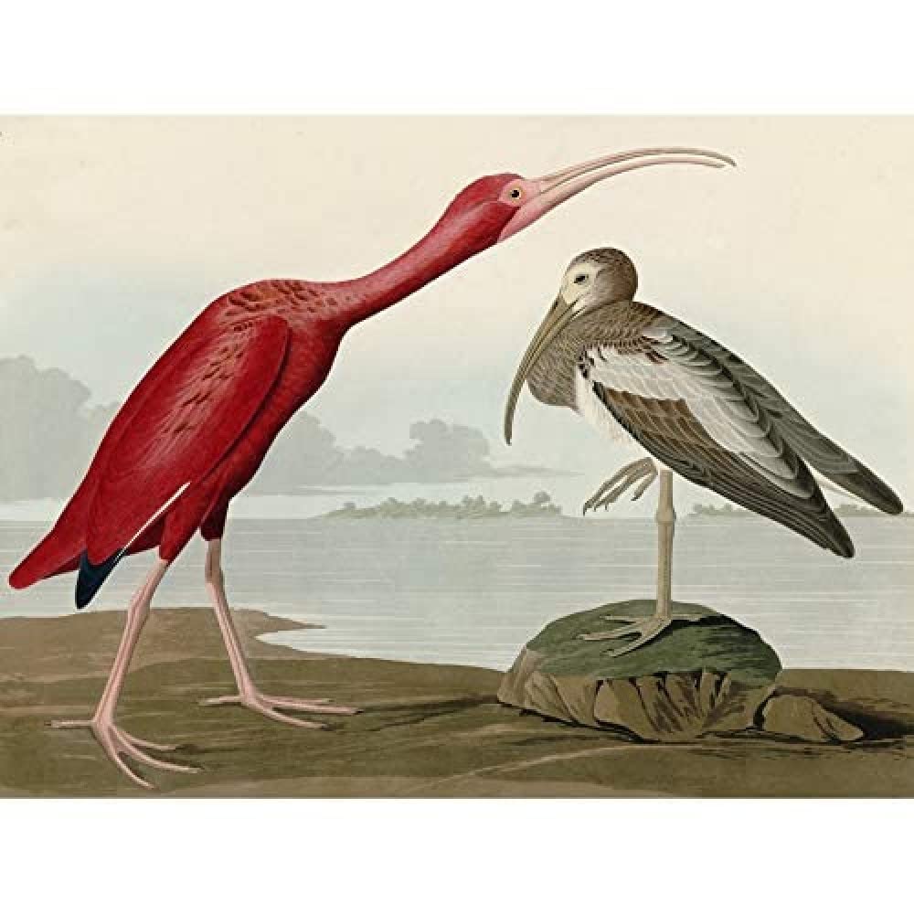 Artery8 Audubon Birds Scarlet Ibis Painting Art Print Canvas Premium Wall Decor Poster Mural