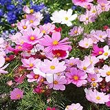 800 + Mixed Cosmos Seeds for Planting Non-GMO Flower Seeds for Home Garden Decor Easy to Plant A33