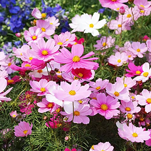 800 + Mixed Cosmos Seeds For Planting Non-Gmo Flower Seeds For Home Garden Decor Easy To Plant A33 #TOP1