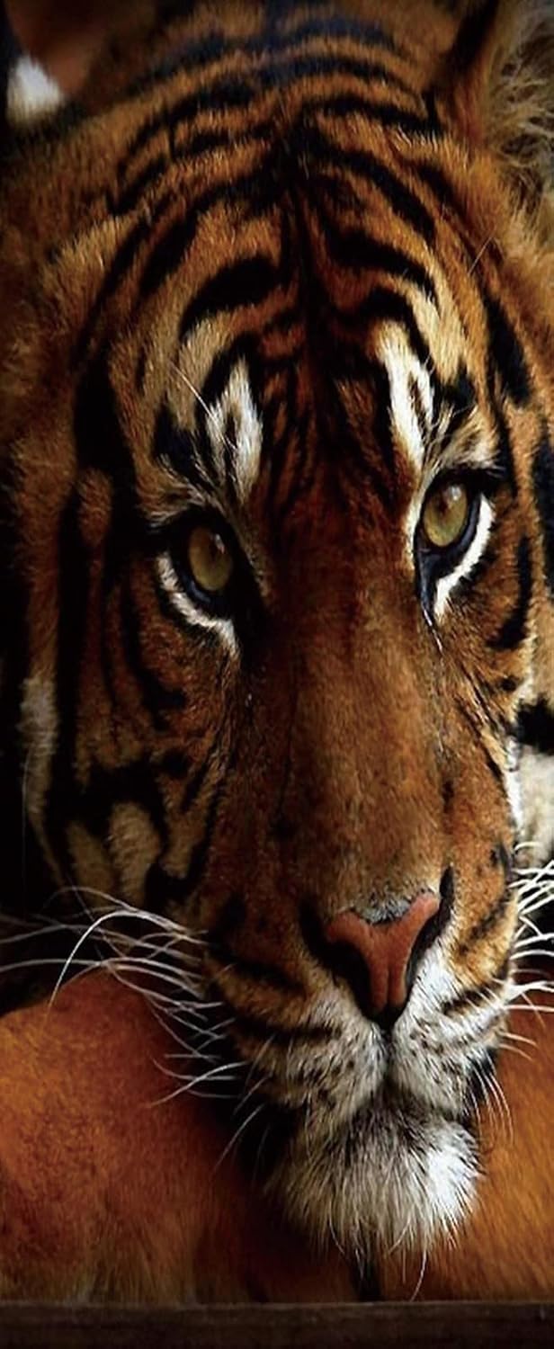 A.Monamour 3D Door Stickers for Interior Doors Bengal Tiger Animal Theme Vinyl Removable Self Adhesive Door Poster Wallpaper Mural Decals for Bedroom Office Bathroom 85 x 200 cm