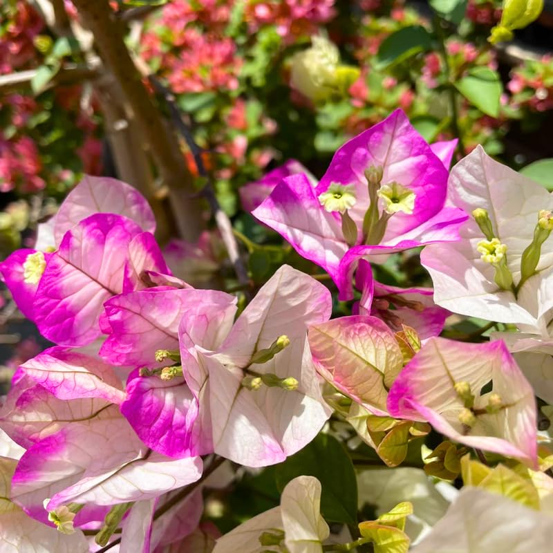 2 Delight Bougainvillea Plants Live, Flowering Bougainvillea Vine 4-8 Inches Tall, Climbing Plant for Outdoor Garden and Trellis
