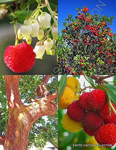 ARBUTUS UNEDO exotic fruit strawberry tree rare flowering madroño seed