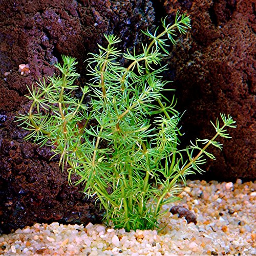Bacopa myriophylloides - 1 mazzo - Piante vive per acquario