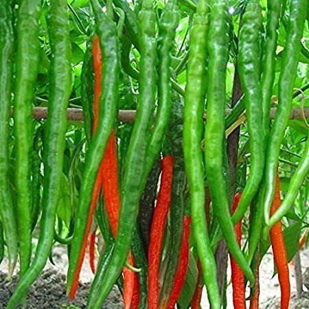 Arlo Vegetable seeds F1 Hybrid Long Green chili - Hot Pepper Seeds 50+ Seeds Pack For Kitchen Garden (B07G29BBFB) Amazon Price History, Amazon Price Tracker