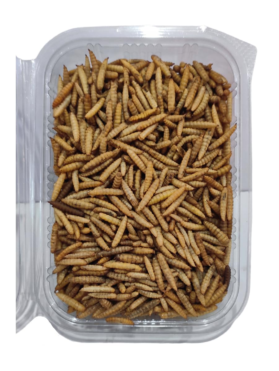 Dried Black Soldier Fly Larvae - 100% Natural, Protein Rich Fish Food for Arowana, Flower Horn, Oscar, Fighter, Angelfish, Molly, Koi, Cichlids, Tetra, Discus, Redtail Shark (100 Gram) (B0CXPDNG28) Amazon Price History, Amazon Price Tracker